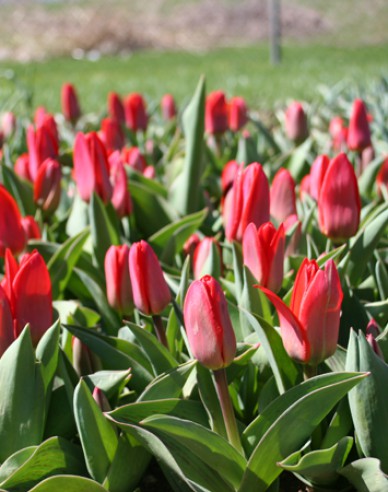 Tulipán Kaufmann Showyinner