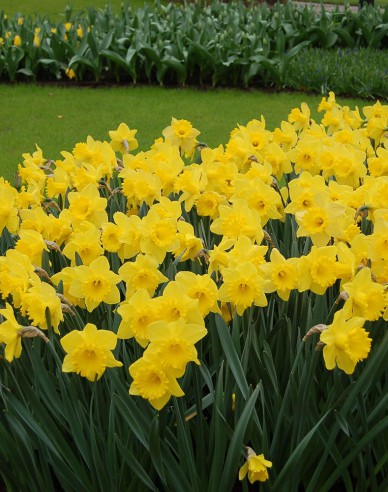 Narcis ´Dutch Master´