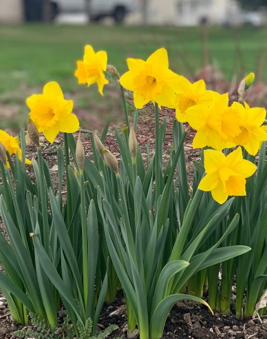 Narcis ´Dutch Master´