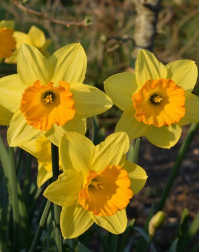 Narcis ´Fortune´