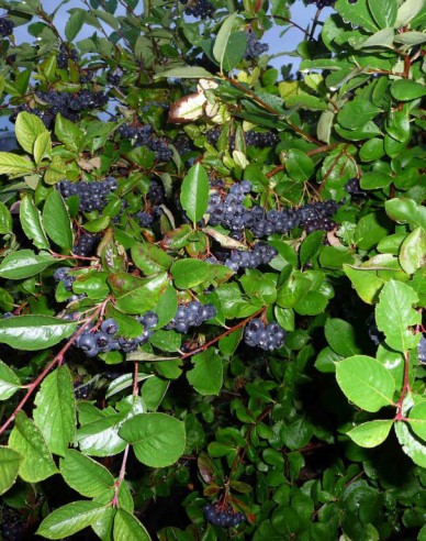 Aronia Nero stromková, prostok.