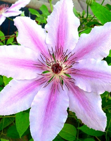 Clematis Jan Pavel II