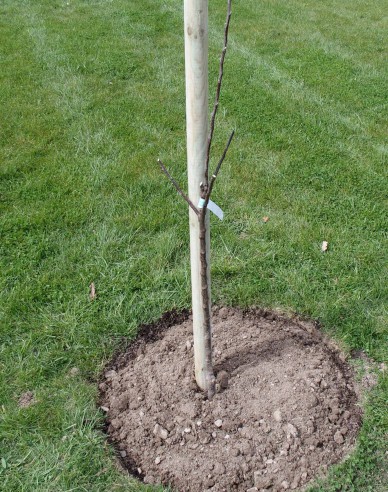 Podpěrný kůl s hrotem o průměru 6 cm - výška 250 cm