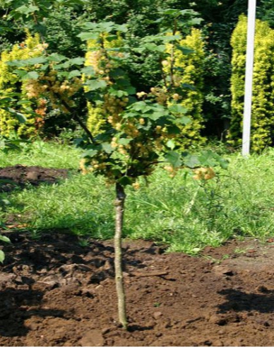 Rybíz bílý Biely Versaillský Stromková, kont. 5l