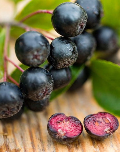 Aronia ´Nero´