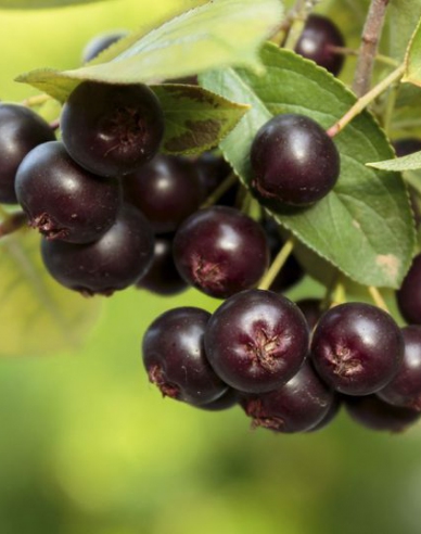 Aronia Nero stromková, prostok.