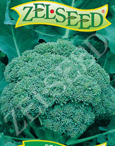 Zelseed Brokolice Calabresse