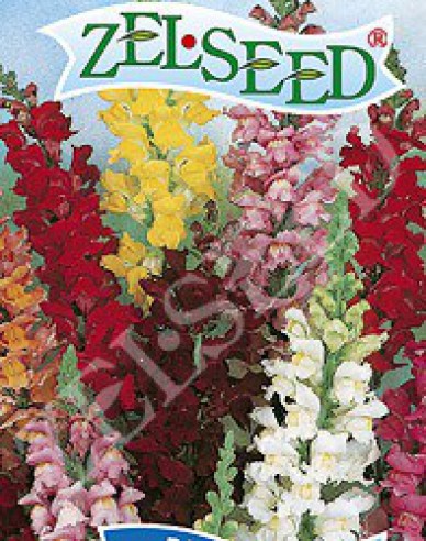 Zelseed Papule high ´Mix´