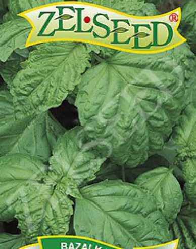 Zelseed Bazalka Lettuce Leaf