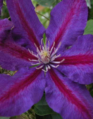 Clematis ´Julka´