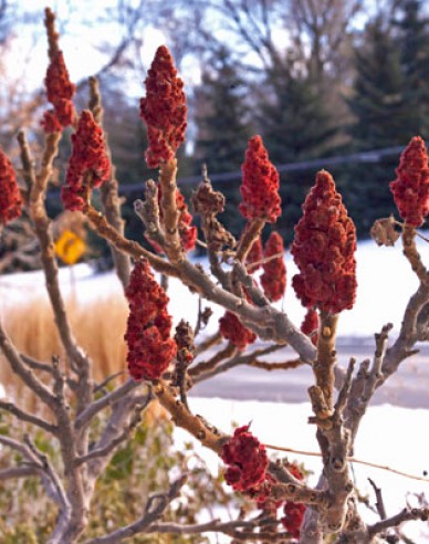 Škumpa orobincová ( Rhus Typhina)