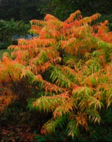 Škumpa orobincová ( Rhus Typhina)