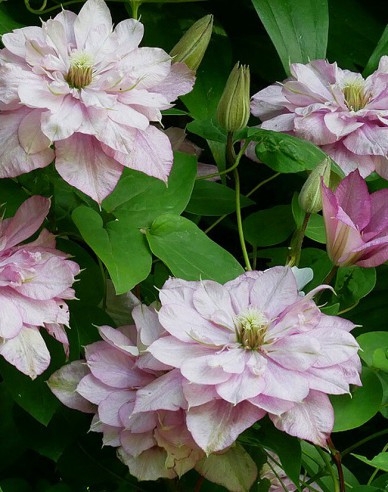 Clematis ´´Innocent Glance´´