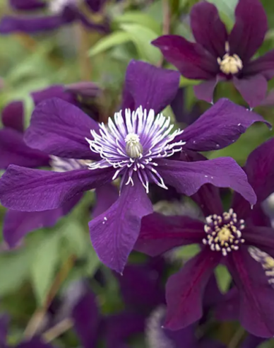 Clematis ´Panther´