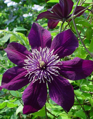 Clematis ´Panther´