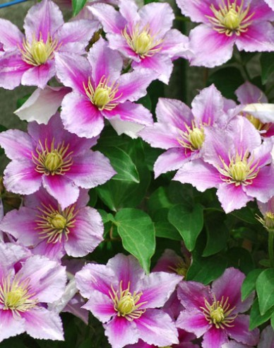 Clematis Piilu