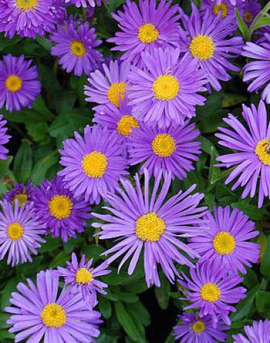 Astra alpinska ´Violet´