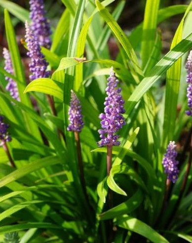 Liriope  ´Purple Passion´