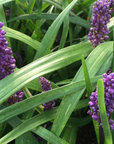 Liriope  ´Purple Passion´