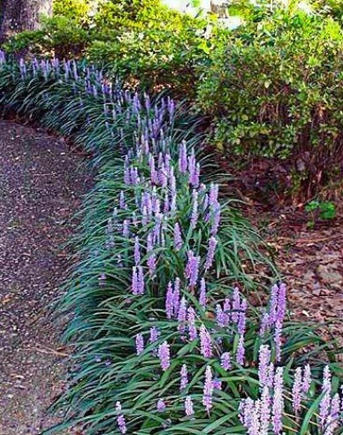 Liriope ’Big Blue’