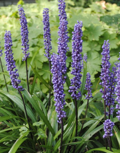 Liriope ’Big Blue’