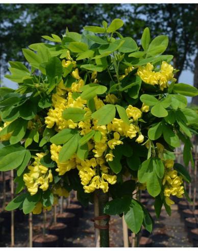 Štědřenec (Laburnum anagyroides) ´Sunspire´ na kmínku