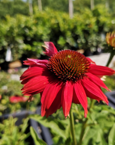 Třapatkovka nachová Lakota Red