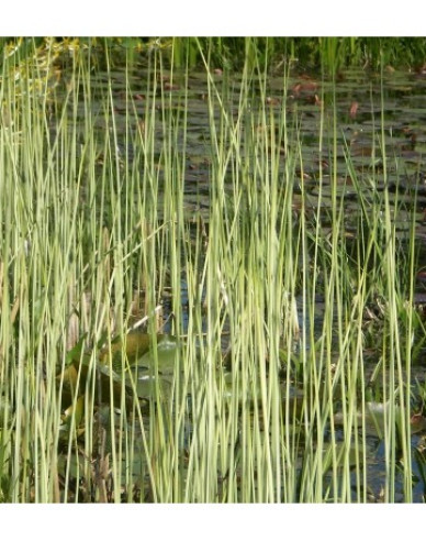 Skřípinec jezerní ’Albescens’