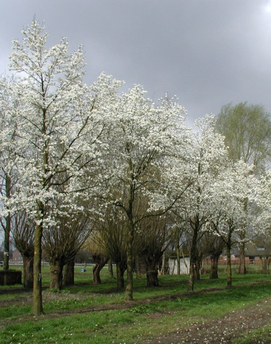 Magnolia japonská na kmínku