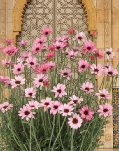 Rhodanthemum Zagora Pink