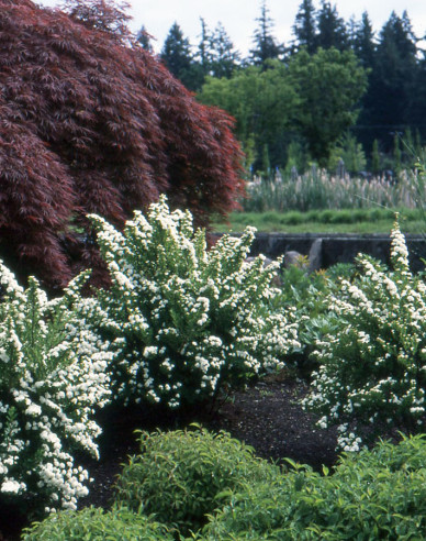 Tavolník japonský  ´Snowmound´