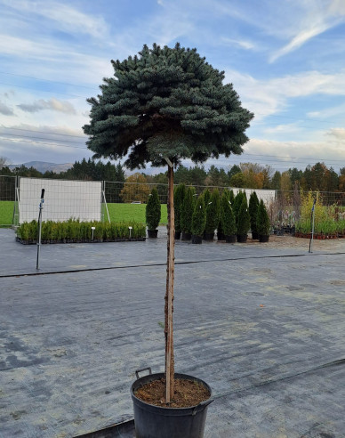 Smrk pichlavý Glauca Globosa na kmínku