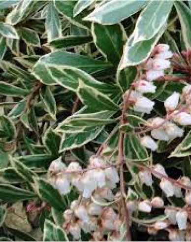 Pieris japonský Little Heath