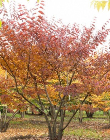 Zelkova serrata (Zelkova serrata)