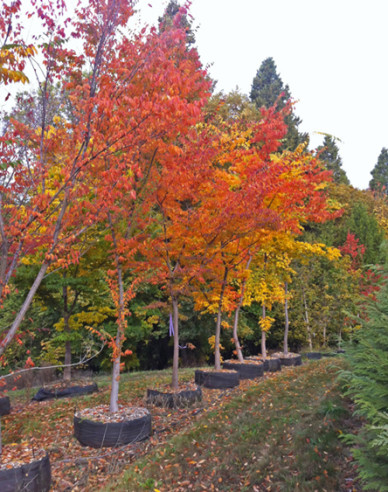 Zelkova serrata (Zelkova serrata)