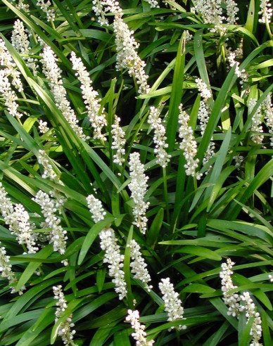 Liriope  ´Monroe White´