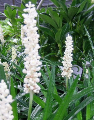 Liriope  ´Monroe White´