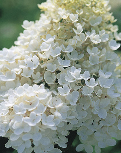 Hortenzie latnatá Grandiflora