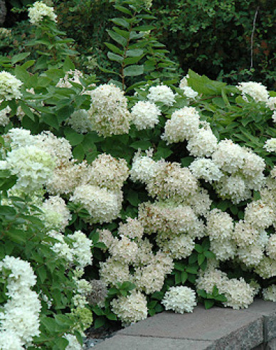 Hortenzie latnatá Grandiflora