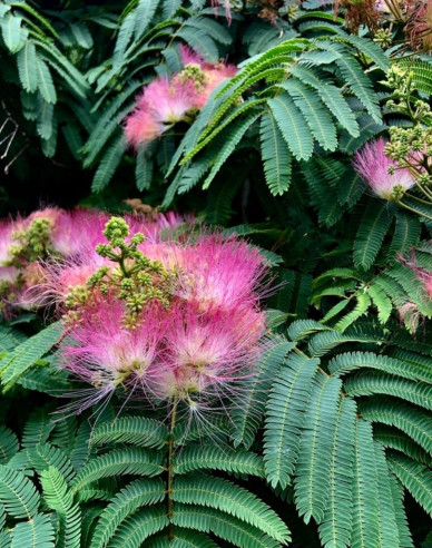 Albizia růžová