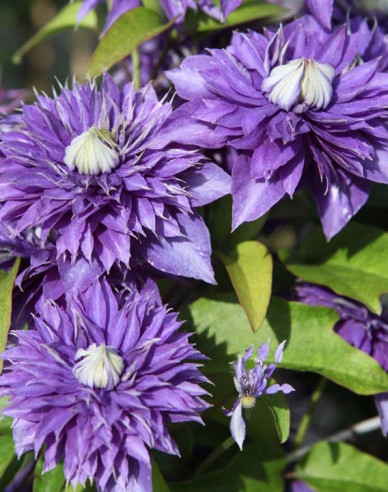 Clematis ´Multiblue´