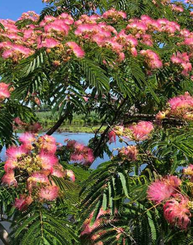 Albizia růžová