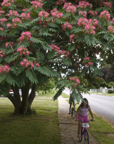 Albizia růžová