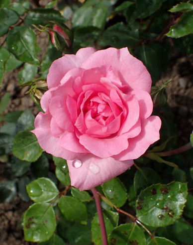 Stromková růže ´Bordure Rose´