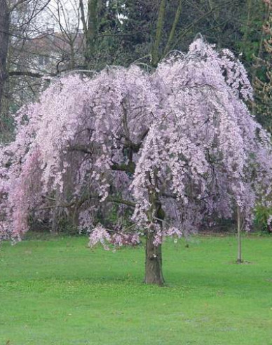 Okrasná višeň Pendula Plena Rosea