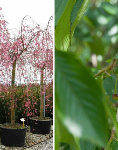 Okrasná višeň Pendula Plena Rosea