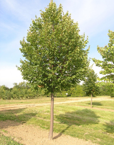 Lípa Greenspire