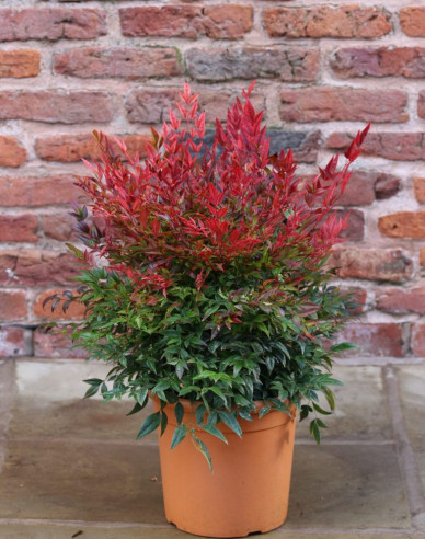 Nandina ´Obsessed´