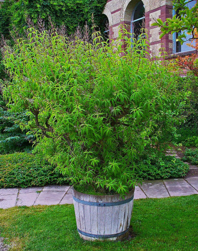 Verbena ( alojsia) citronová