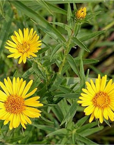 Inula ensifolia - oman ´Yellow´